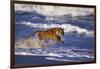 Bengal Tiger Running along the Beach-DLILLC-Framed Photographic Print