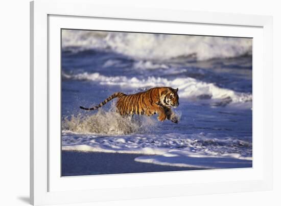 Bengal Tiger Running along the Beach-DLILLC-Framed Photographic Print