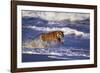 Bengal Tiger Running along the Beach-DLILLC-Framed Photographic Print