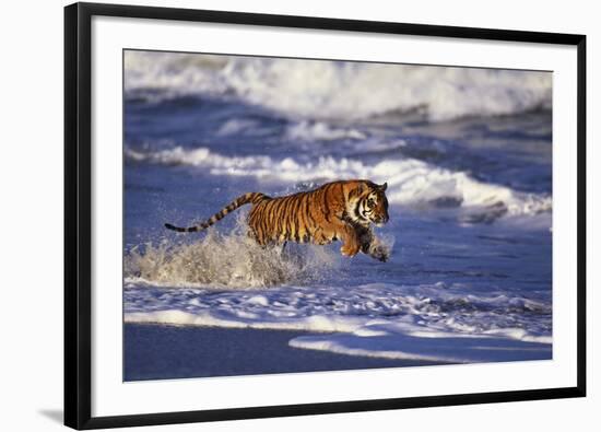 Bengal Tiger Running along the Beach-DLILLC-Framed Photographic Print