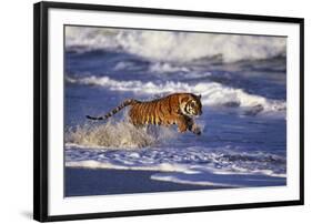 Bengal Tiger Running along the Beach-DLILLC-Framed Photographic Print