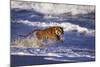 Bengal Tiger Running along the Beach-DLILLC-Mounted Photographic Print