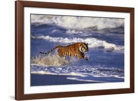 Bengal Tiger Running along the Beach-DLILLC-Framed Photographic Print