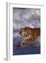 Bengal Tiger Running along the Beach-DLILLC-Framed Photographic Print