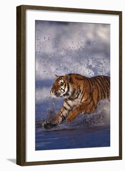 Bengal Tiger Running along the Beach-DLILLC-Framed Photographic Print