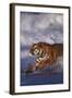 Bengal Tiger Running along the Beach-DLILLC-Framed Photographic Print