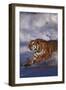 Bengal Tiger Running along the Beach-DLILLC-Framed Photographic Print