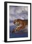 Bengal Tiger Running along the Beach-DLILLC-Framed Photographic Print