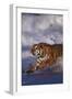 Bengal Tiger Running along the Beach-DLILLC-Framed Photographic Print