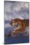 Bengal Tiger Running along the Beach-DLILLC-Mounted Photographic Print