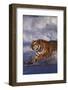 Bengal Tiger Running along the Beach-DLILLC-Framed Photographic Print