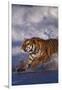 Bengal Tiger Running along the Beach-DLILLC-Framed Photographic Print