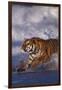 Bengal Tiger Running along the Beach-DLILLC-Framed Photographic Print