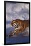 Bengal Tiger Running along the Beach-DLILLC-Framed Photographic Print