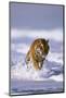 Bengal Tiger Running along the Beach-DLILLC-Mounted Photographic Print