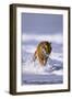 Bengal Tiger Running along the Beach-DLILLC-Framed Photographic Print