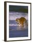 Bengal Tiger Running along the Beach-DLILLC-Framed Photographic Print