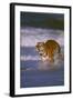 Bengal Tiger Running along the Beach-DLILLC-Framed Photographic Print