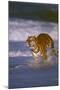 Bengal Tiger Running along the Beach-DLILLC-Mounted Photographic Print