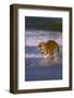 Bengal Tiger Running along the Beach-DLILLC-Framed Photographic Print