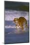 Bengal Tiger Running along the Beach-DLILLC-Mounted Photographic Print