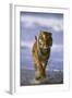 Bengal Tiger Running along the Beach-DLILLC-Framed Photographic Print