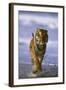 Bengal Tiger Running along the Beach-DLILLC-Framed Photographic Print
