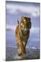 Bengal Tiger Running along the Beach-DLILLC-Mounted Photographic Print