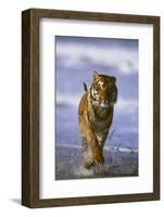 Bengal Tiger Running along the Beach-DLILLC-Framed Photographic Print