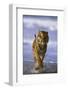 Bengal Tiger Running along the Beach-DLILLC-Framed Photographic Print