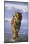 Bengal Tiger Running along the Beach-DLILLC-Mounted Photographic Print