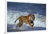 Bengal Tiger Running along the Beach-DLILLC-Framed Photographic Print