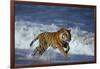 Bengal Tiger Running along the Beach-DLILLC-Framed Photographic Print