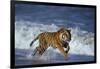 Bengal Tiger Running along the Beach-DLILLC-Framed Photographic Print