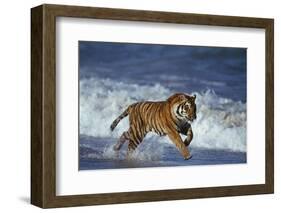 Bengal Tiger Running along the Beach-DLILLC-Framed Photographic Print