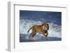 Bengal Tiger Running along the Beach-DLILLC-Framed Photographic Print