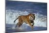 Bengal Tiger Running along the Beach-DLILLC-Mounted Photographic Print