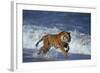 Bengal Tiger Running along the Beach-DLILLC-Framed Photographic Print