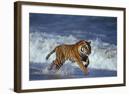 Bengal Tiger Running along the Beach-DLILLC-Framed Photographic Print