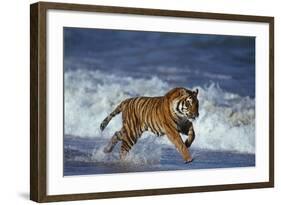 Bengal Tiger Running along the Beach-DLILLC-Framed Photographic Print