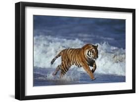 Bengal Tiger Running along the Beach-DLILLC-Framed Photographic Print