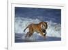 Bengal Tiger Running along the Beach-DLILLC-Framed Photographic Print