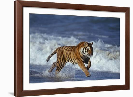 Bengal Tiger Running along the Beach-DLILLC-Framed Photographic Print