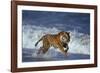 Bengal Tiger Running along the Beach-DLILLC-Framed Photographic Print