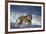 Bengal Tiger Running along the Beach-DLILLC-Framed Photographic Print