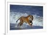 Bengal Tiger Running along the Beach-DLILLC-Framed Photographic Print