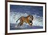 Bengal Tiger Running along the Beach-DLILLC-Framed Photographic Print