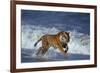 Bengal Tiger Running along the Beach-DLILLC-Framed Photographic Print