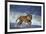 Bengal Tiger Running along the Beach-DLILLC-Framed Photographic Print