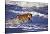 Bengal Tiger Running along the Beach-DLILLC-Stretched Canvas